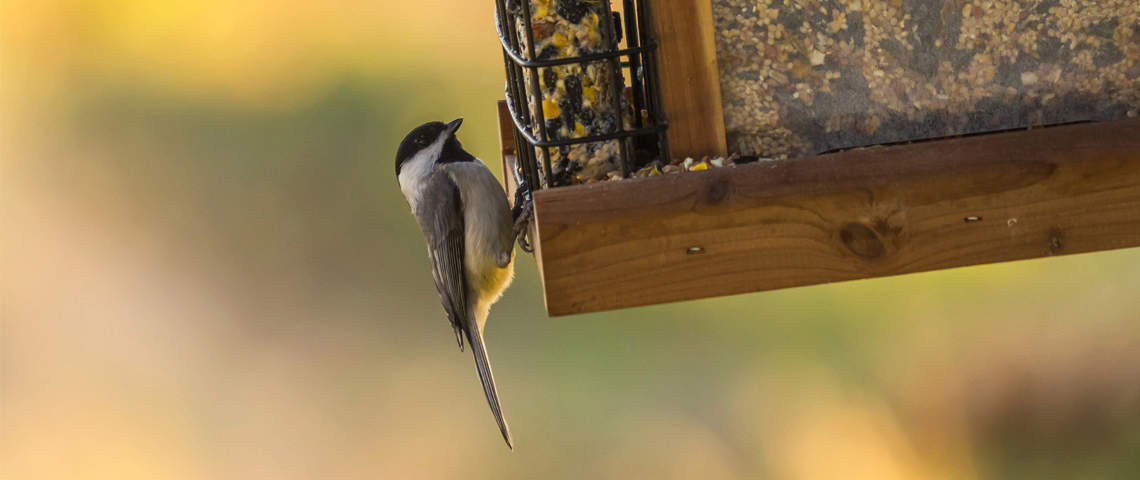 Carolina Chickadee on Suet Feeder