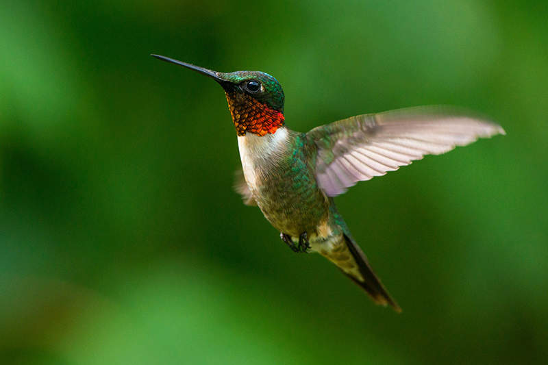 Flying male ruby-throated hummingbird