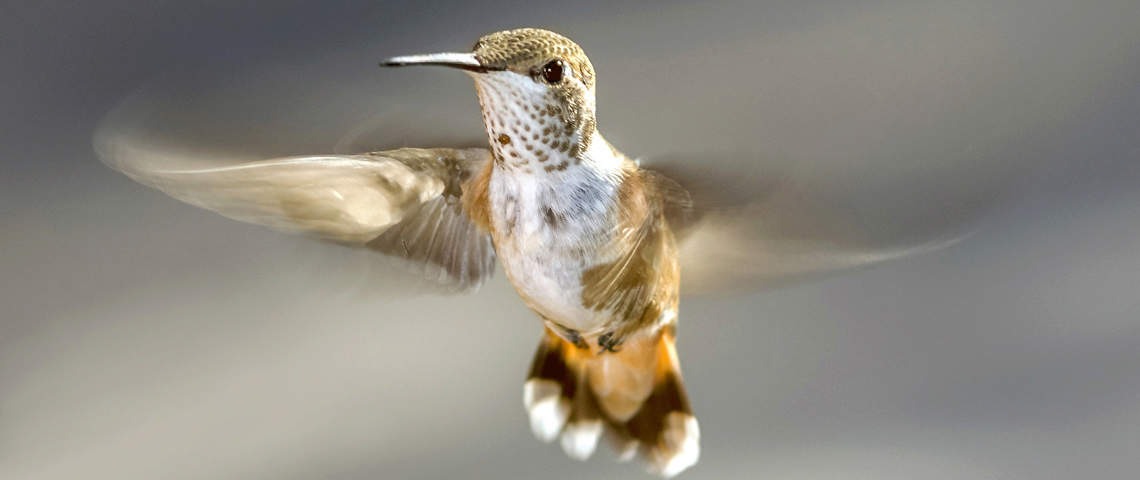 Female hummingbird flying in air
