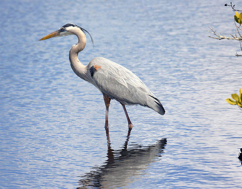 Look at 40 stunning images of the graceful and majestic Cocoi Heron