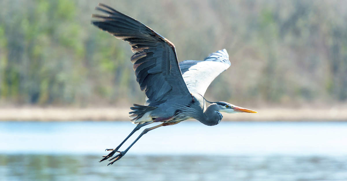 Featured Birds Great Blue Herons