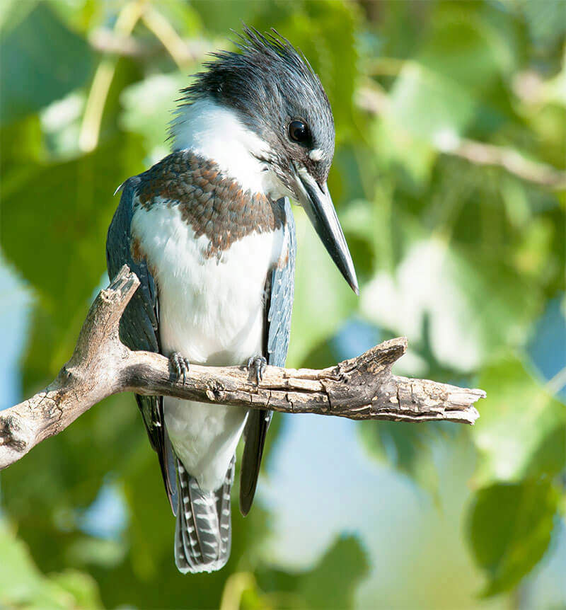 Belted Kingfisher on tree branch