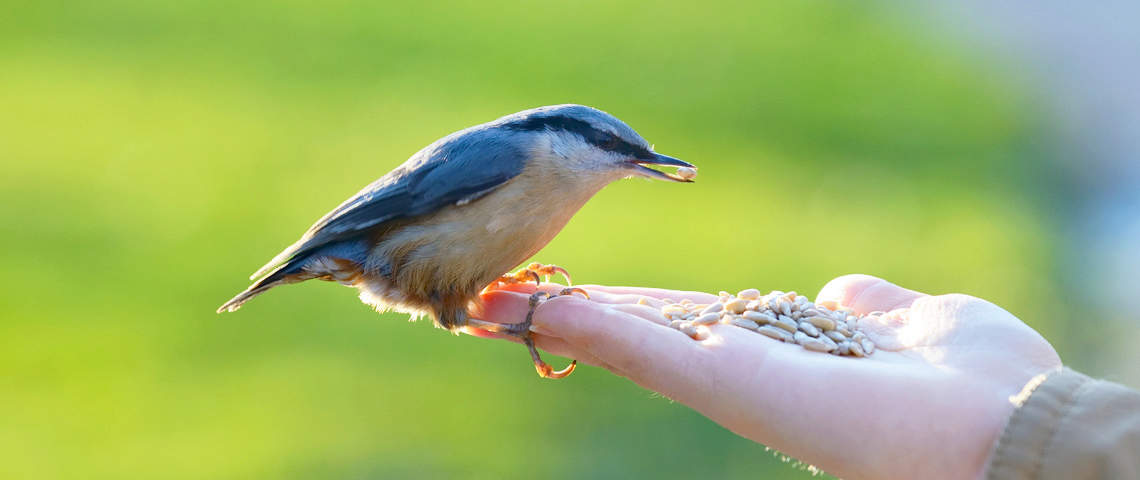 Nuthatch eating hulled seed out of hand