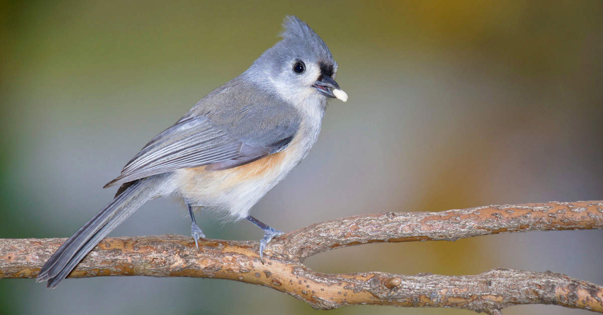 Tufted titmouse with hulled seed