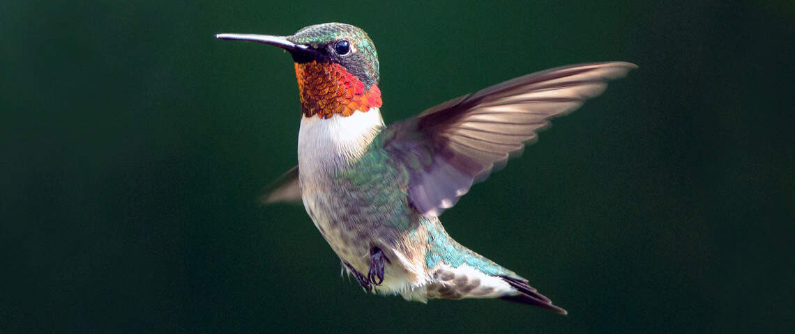 Ruby-throated hummingbird hovering