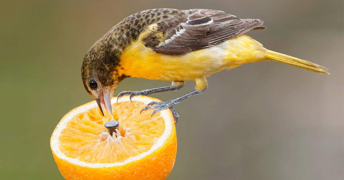 Feeding fruit and jelly to birds