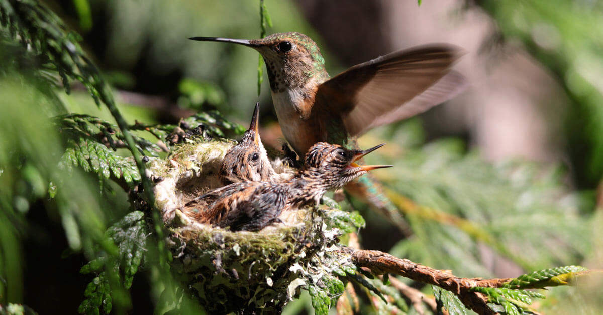 Birding Activity: Make A Nesting Ball