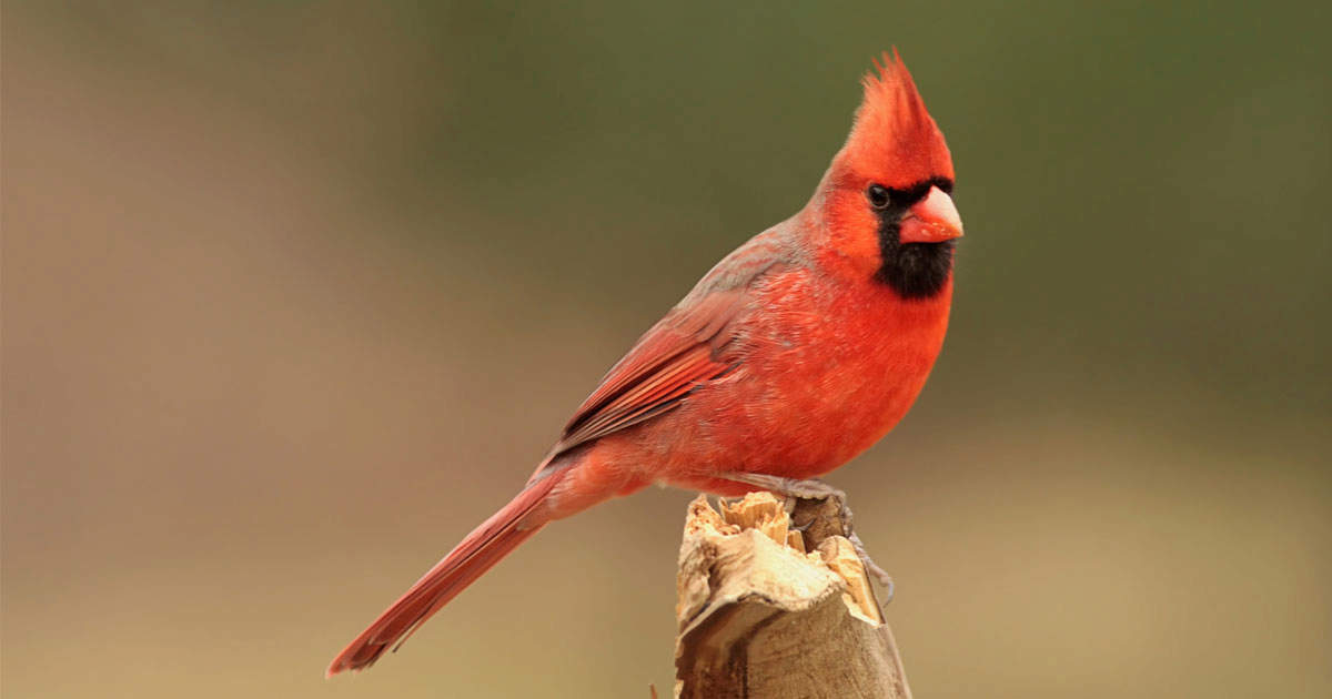 Male northern cardinal