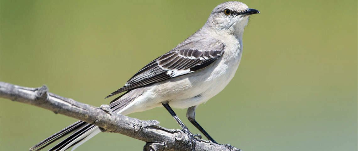 Male Northern Mockingbird
