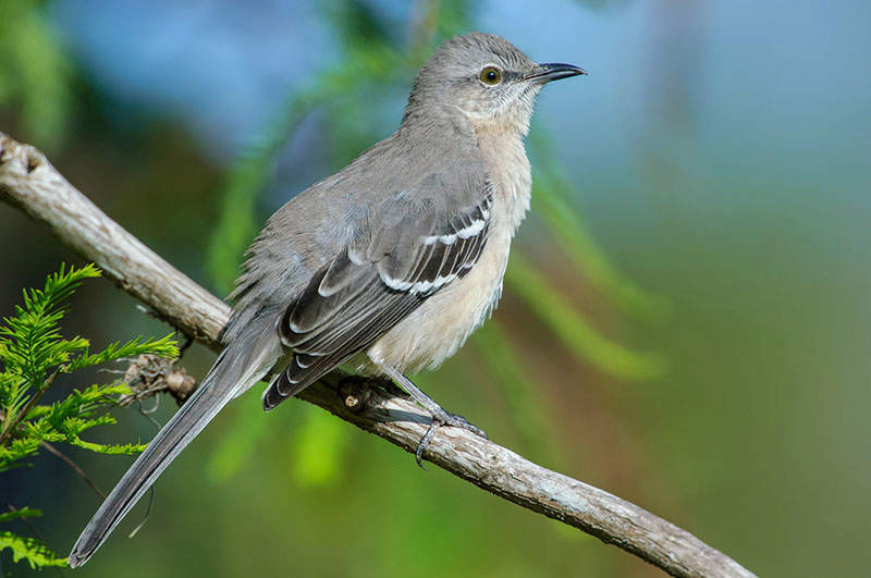 Mockingbird