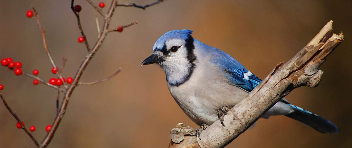 Male bluejay