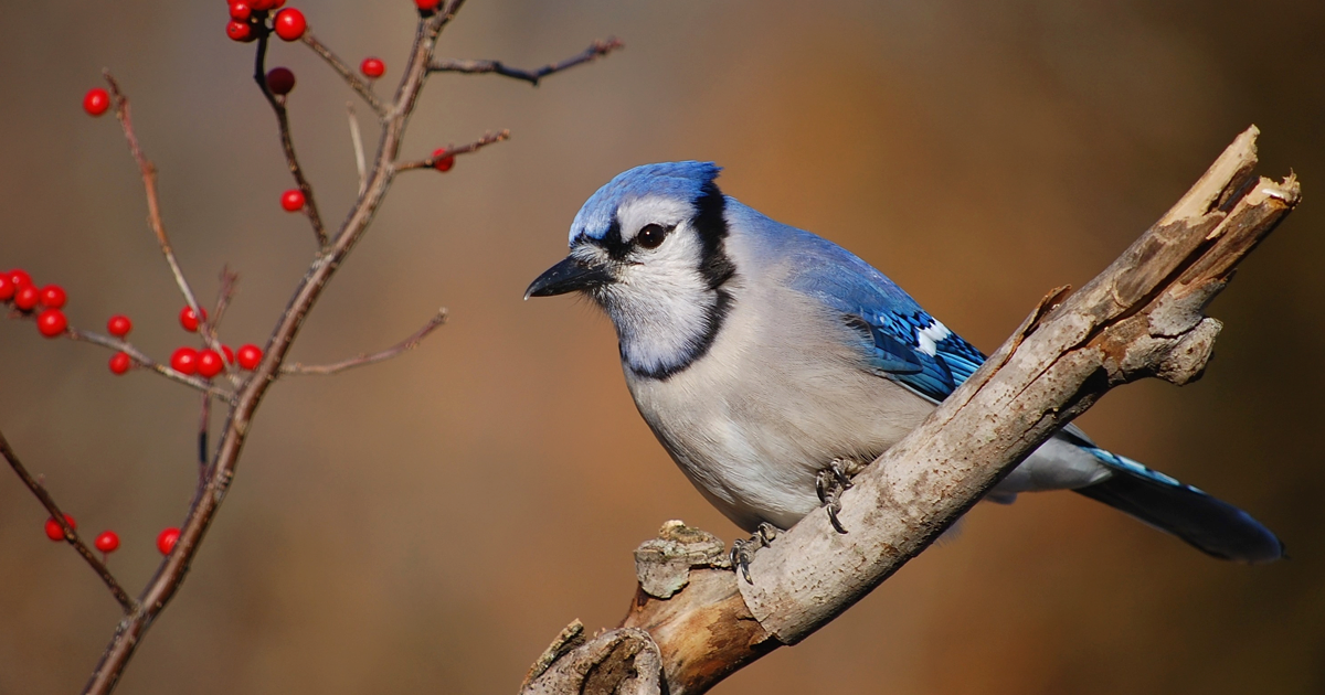Male bluejay