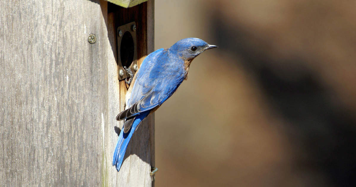 Male bluebird on bird house
