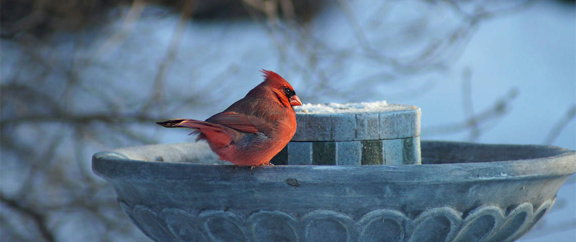 Northern Cardinal on fountain during winter