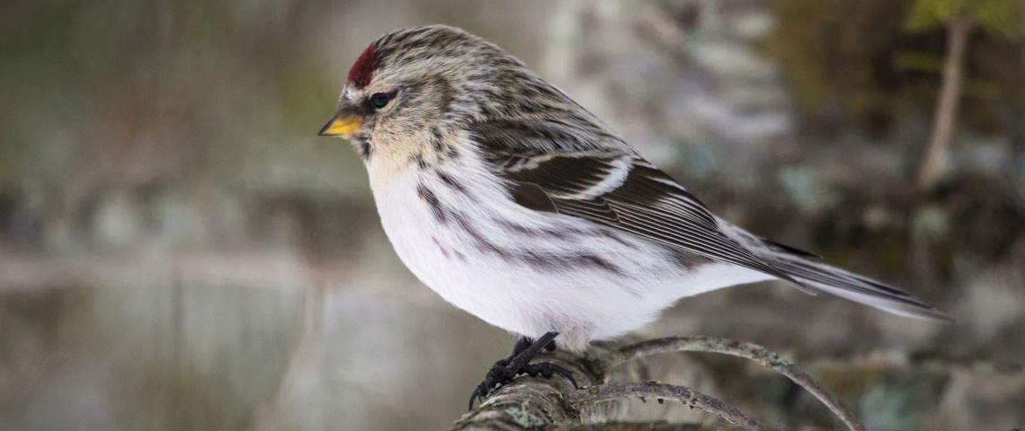 Male Redpoll bird sitting on a branch