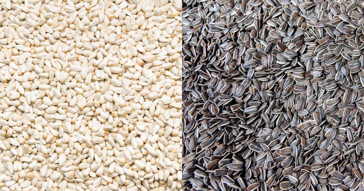 Side by side view of safflower and sunflower seeds