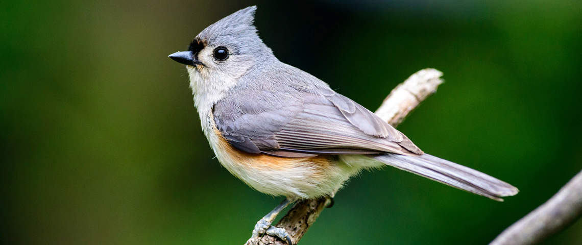 Tufted Titmouse