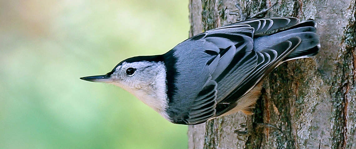 White-breasted Nuthatch perched on tree trunk
