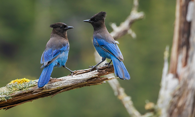 stellars jay with crested head