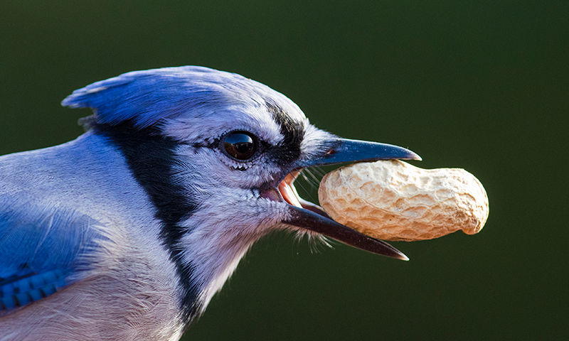 jays love peanuts