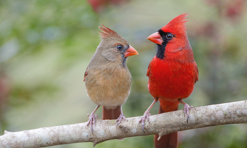 male and femail northern cardinals