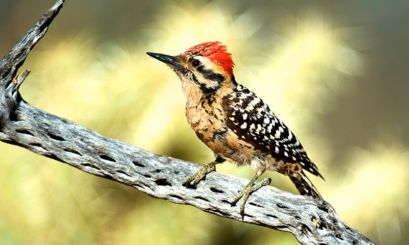 woodpecker
