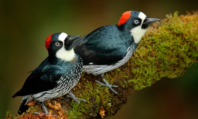 woodpeckers