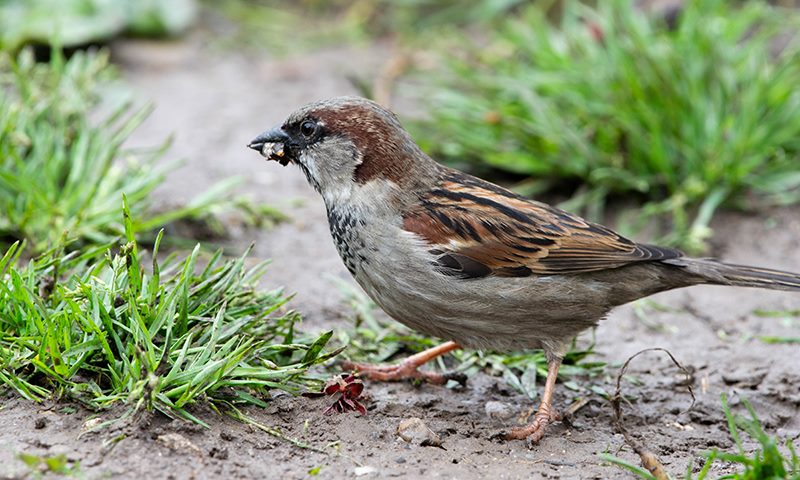 ground feeding wild birds