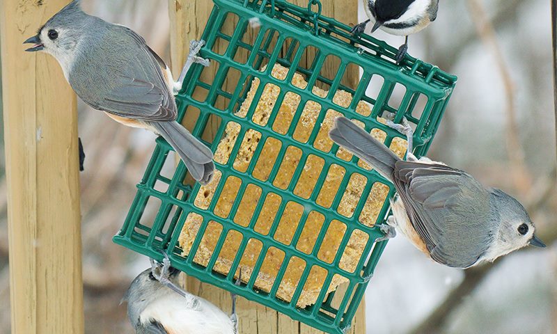 suet bird feeder