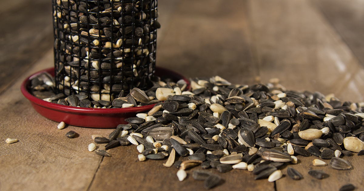 birdfeeder with sunflower seeds