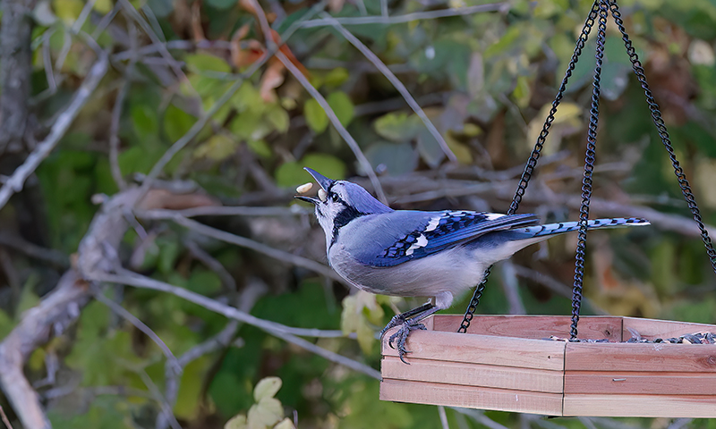 sunflower seeds offer nutrition for wild birds