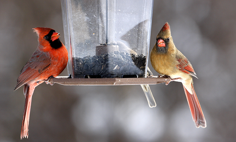 black oils sunflower seeds are popular with cardinals