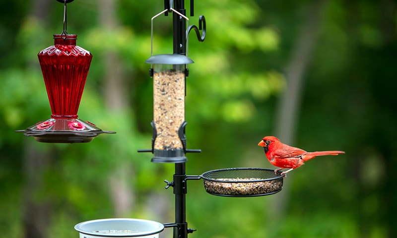 variety of feeders