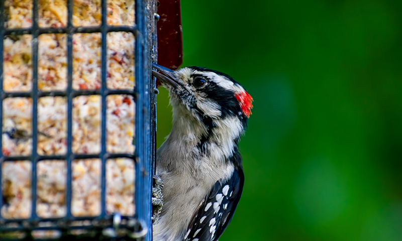 Mess-free suet attracts woodpeckers