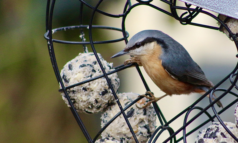 Suet balls offer wild birds extra energy