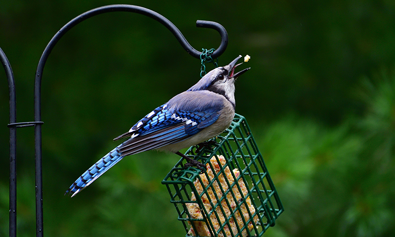 suet feeder on pole