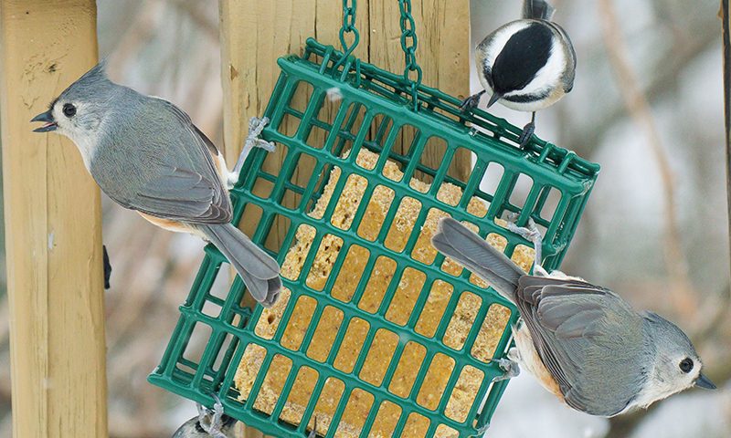 suet cage or basket holds cakes and dough