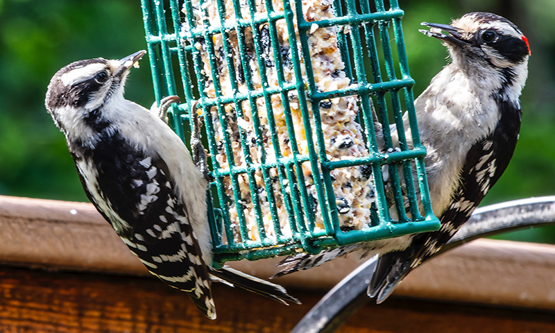Multiple birds can feed on suet at once