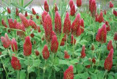 AU Sunrise Crimson Clover