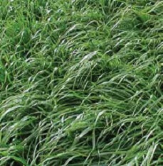 ARG - 1 Annual Ryegrass