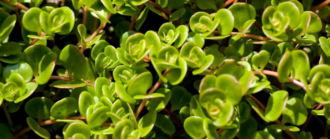 How to Kill Common Lawn Weeds