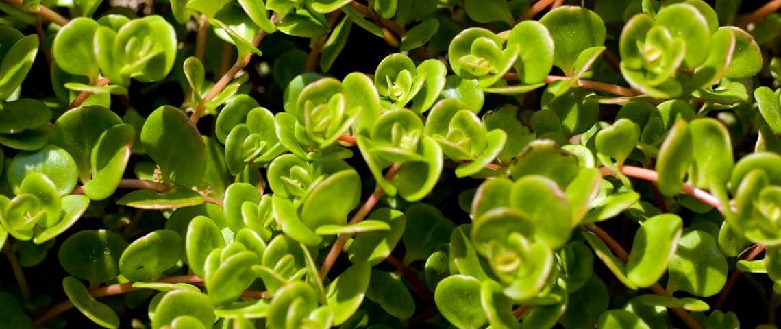 creeping weeds identification