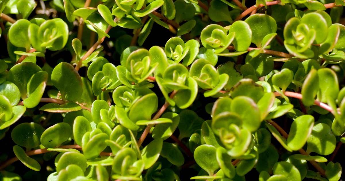 creeping weeds identification