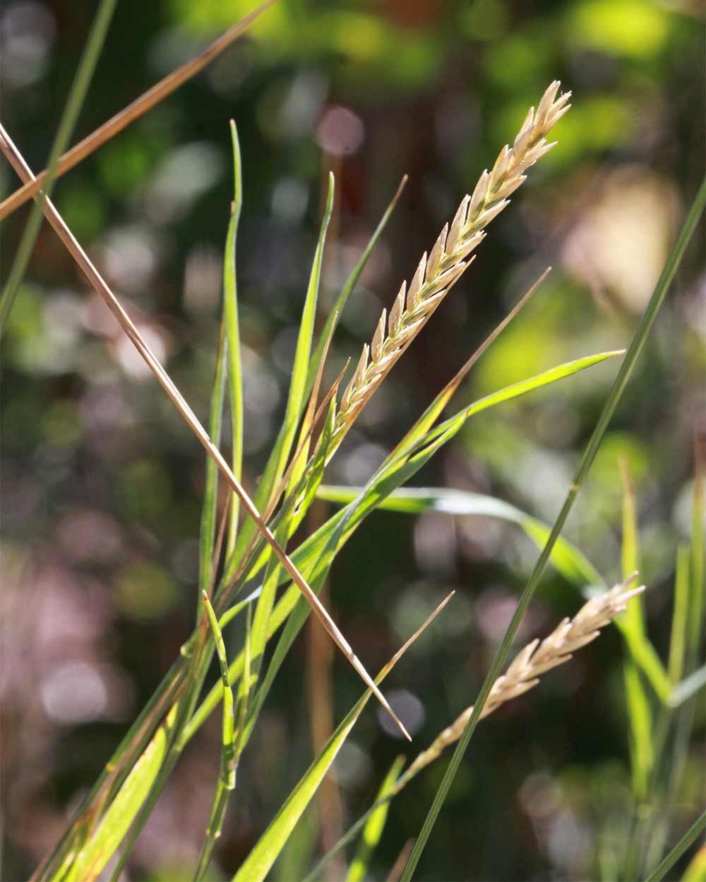 Weed clearance in grass