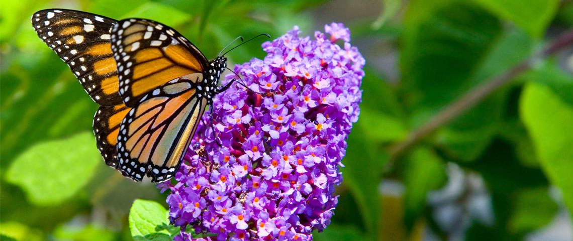 Monarch on Butterfly Bush 