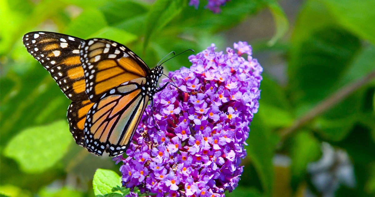 Monarch on Butterfly Bush
