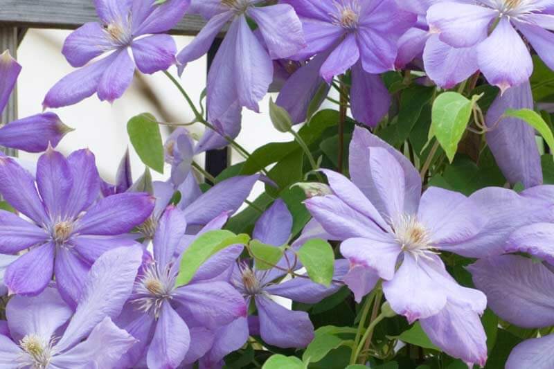Clematis SERENATA blue purple Perennial Vine Plant Naturally Grown 