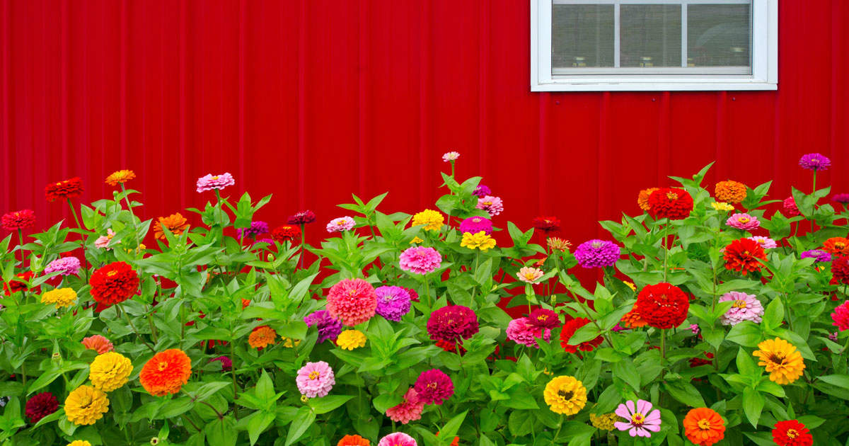 Image of Zinnias summer-blooming plant