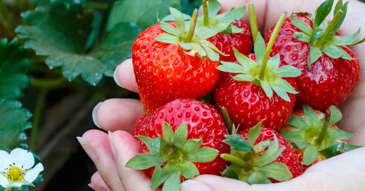 Edible Perennials