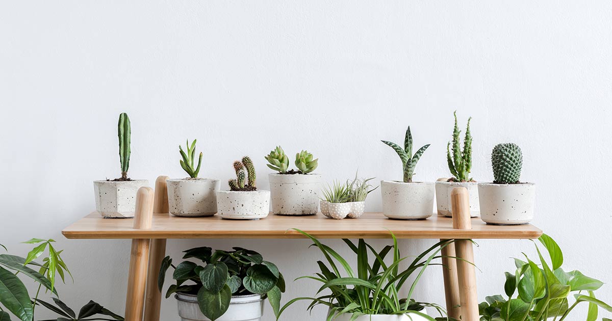 How to Choose a Container for Your Houseplant